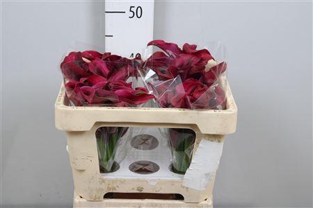 Zantedeschia 'Rudolph'