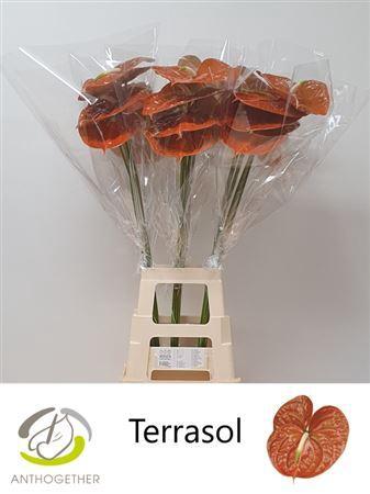 Anthurium Andreanum Grp Terrasol
