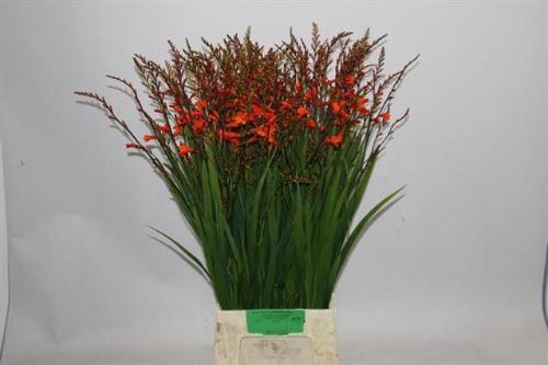Crocosmia 'Red King'
