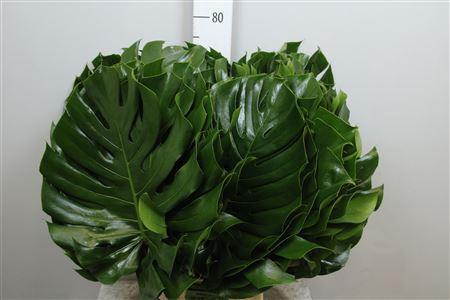 Monstera (blad)