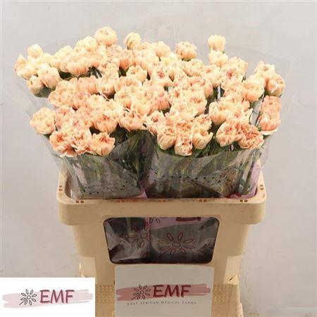 Dianthus standaard 'Apple Tea'