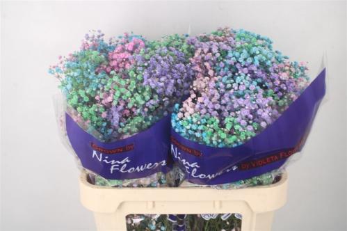 Gypsophila overig kleurbehandeld H%