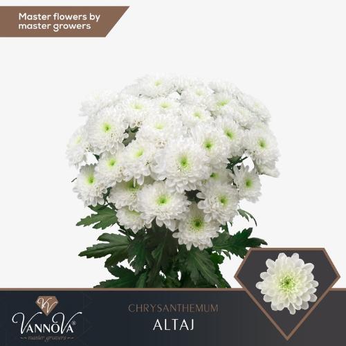 Chrysanthemum( Indicum Grp) tros Altaj
