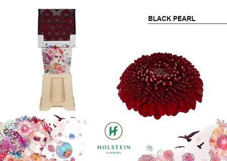 Gerbera Pomponi Black Pearl