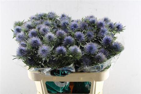 Eryngium planum Magnetar Questar