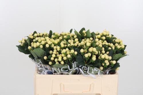 Hypericum Coco Bellimo