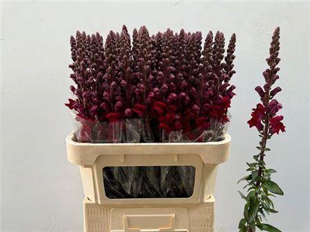 Antirrhinum majus 'Potomac Red'