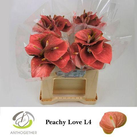 Anthurium (Andreanum Grp) Peachy Love