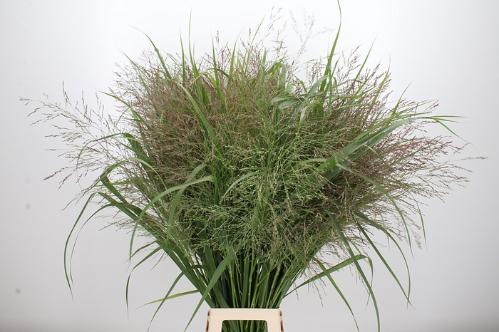Panicum virgatum 'Northwind'