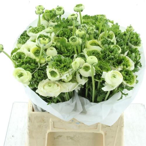 Ranunculus overig