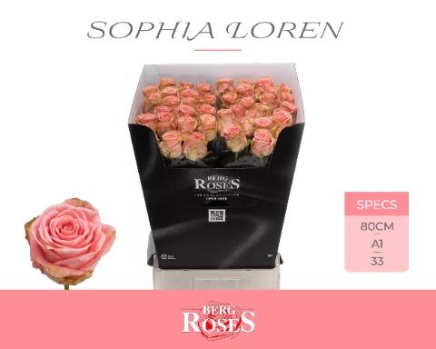 Rosa grootbloemig Sophia Loren