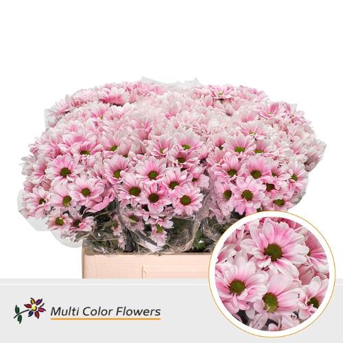 Chrysanthemum Indicum Grp tros kas kleurbehandeld H%