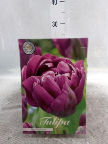 Tulipa (bol)