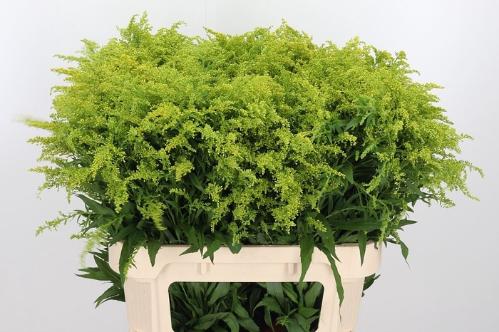 Solidago Tara
