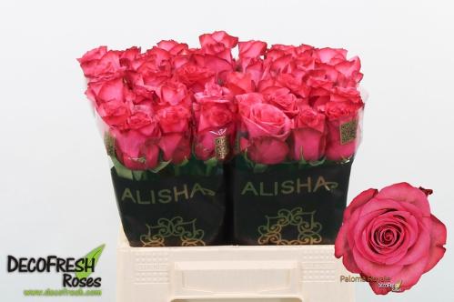 Rosa grootbloemig Lola
