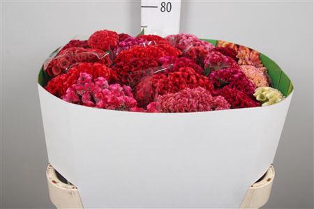 Celosia argentea Cristata Grp gemengd