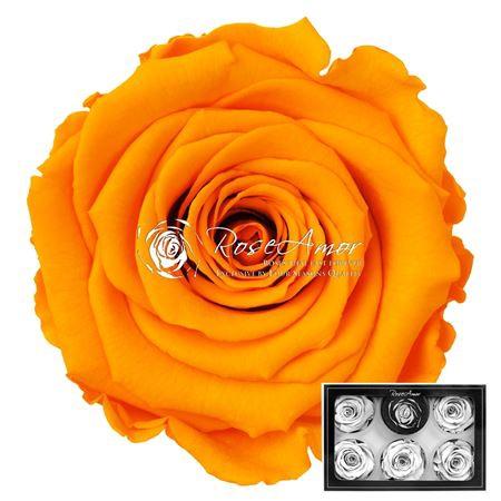 Rosa grootbloemig kleurbehandeld H%