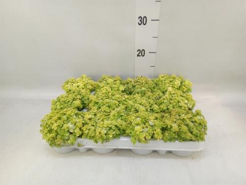 Sedum makinoi 'Kosmosje'