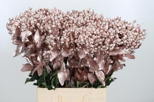 Hypericum overig kleurbehandeld H%