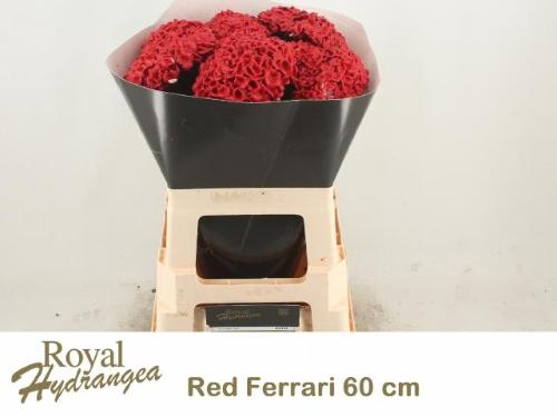 Hydrangea overig kleurbehandeld H%