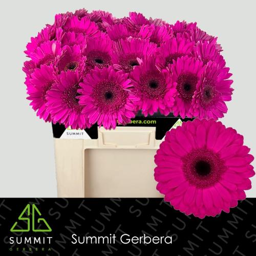 Gerbera grootbloemig Bon Dia