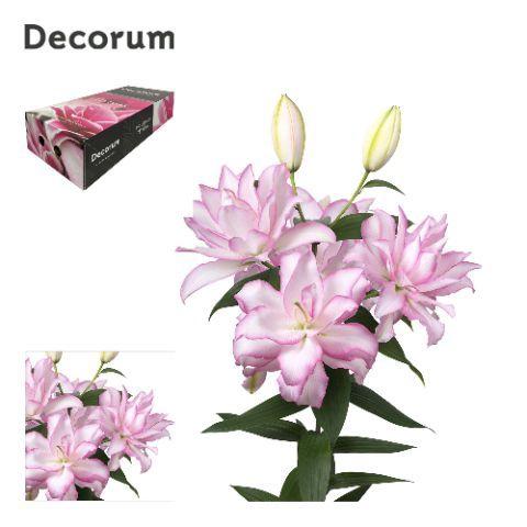 Lilium (Oriental Grp) dubbel Roselily Anouska