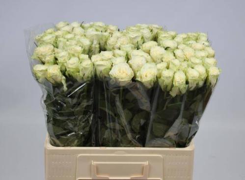 Rosa grootbloemig Athena