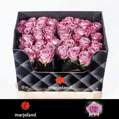 Rosa grootbloemig Nayeli!