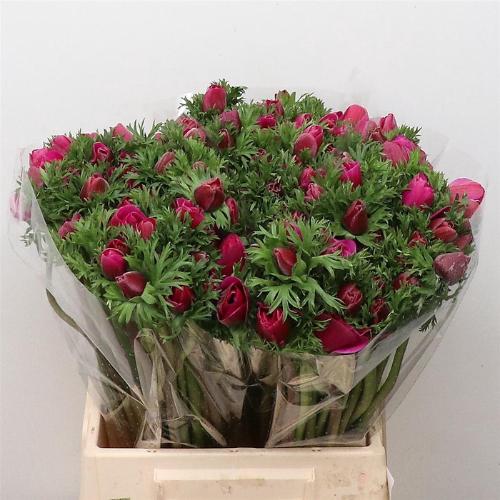 Anemone coronaria Marianne Orchid