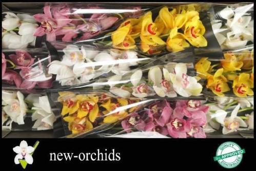 Cymbidium grootbloemig per tak gemengd