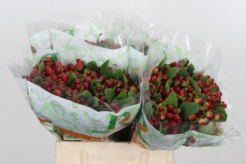 Hypericum x inodorum Magical Seasons