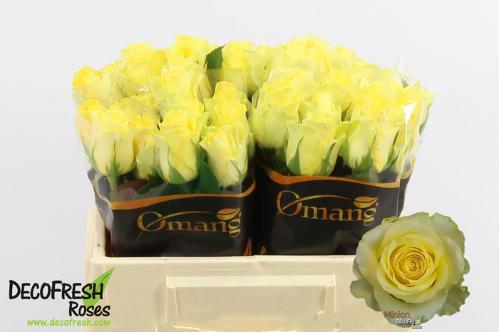 Rosa grootbloemig Minion Rose
