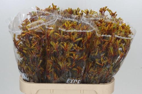 Anigozanthos 'Gold Fever'