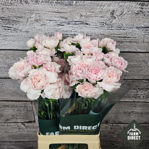 Dianthus standaard Bridal Damascus