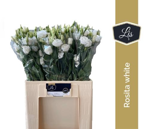 Eustoma russellianum gevuldbloemig 'Rosita White'