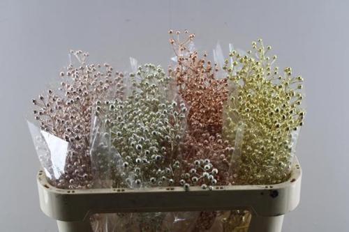 Rosa Plenty kleurbehandeld H%