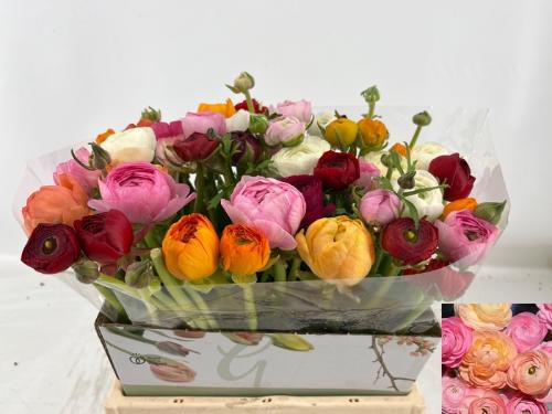 Ranunculus gemengd in bos