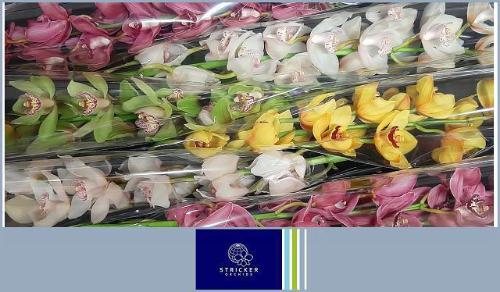 Cymbidium grootbloemig per tak gemengd