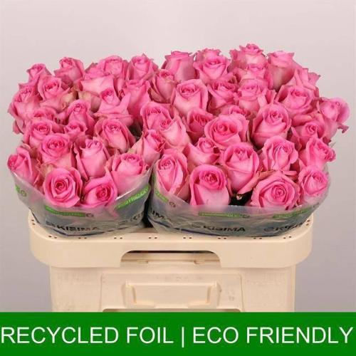 Rosa grootbloemig Revival