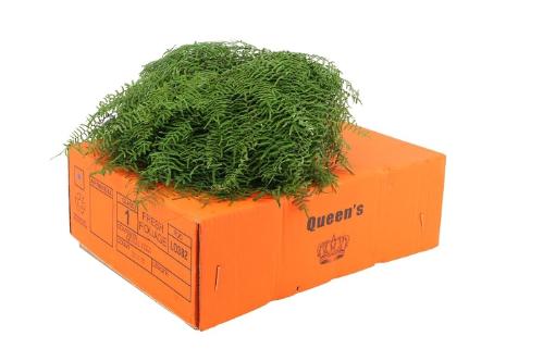 Gleichenia dicarpa per bos