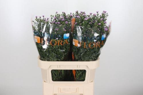 Aster Novi-belgii Grp 'Painted Lady'