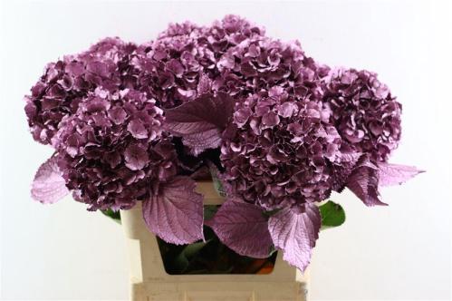 Hydrangea overig kleurbehandeld H%