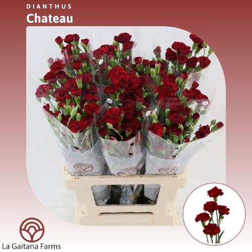 Dianthus tros 'Chateau'