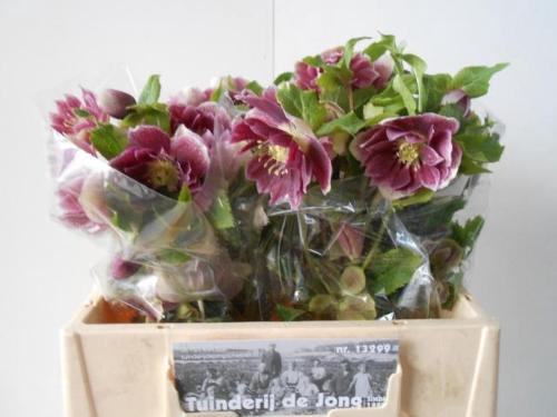 Helleborus orientalis 'Double Ellen Picotee'