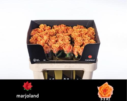 Rosa grootbloemig Novi!