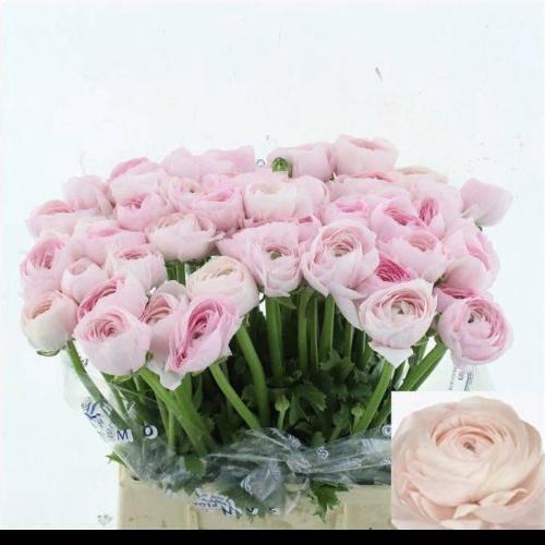 Ranunculus asiaticus Succes Hanoi