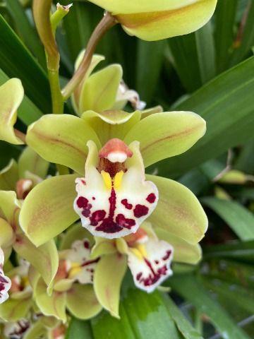 Cymbidium mini per tak 'Greenland'