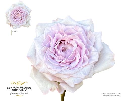 Rosa tros overig
