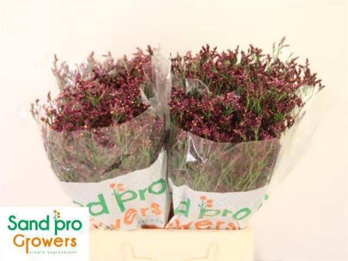 Limonium sinensis Scarlet Diamond