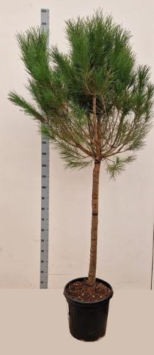 Pinus pinea
